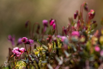 1_RHO_0042_Blumen_Graeser_2914