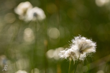 1_RHO_0043_Blumen_Graeser_3165