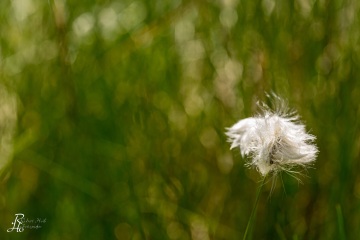 1_RHO_0044_Blumen_Graeser_3168
