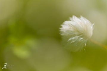1_RHO_0045_Blumen_Graeser_3184