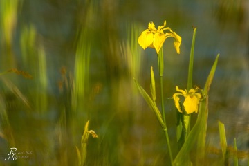 1_RHO_0046_Blumen_Graeser_2363