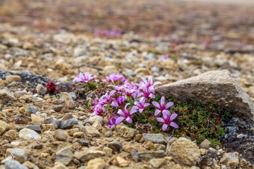 1_RHO_0047_Blumen_Graeser_8527