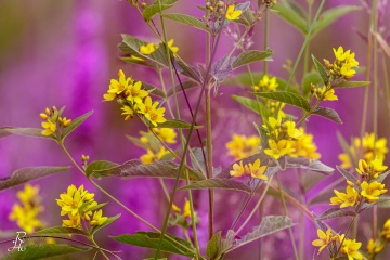 1_RHO_0049_Blumen_Graeser_3045