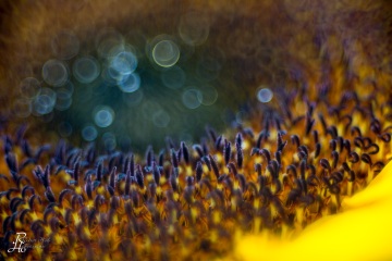Sonnenblume