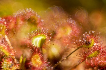1_RHO_0051_Blumen_Graeser_5033