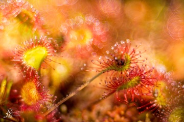 1_RHO_0054_Blumen_Graeser_5067