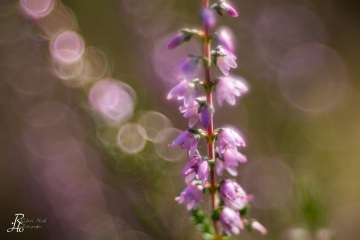 1_RHO_0055_Blumen_Graeser_5176
