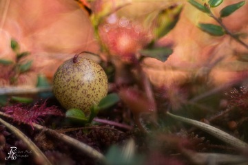 1_RHO_0056_Blumen_Graeser_5289