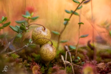 1_RHO_0057_Blumen_Graeser_5309