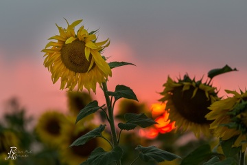 1_RHO_0058_Blumen_Graeser_5947