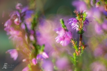1_RHO_0059_Blumen_Graeser_6069