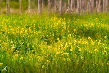 1_RHO_0060_Blumen_Graeser_6041