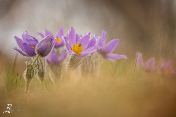 1_RHO_0061_Blumen_Graeser_3434