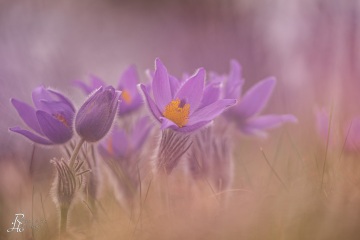 1_RHO_0062_Blumen_Graeser_3439