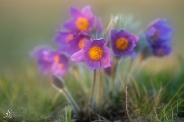 1_RHO_0064_Blumen_Graeser_4196