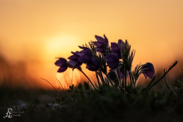 1_RHO_0065_Blumen_Graeser_4218