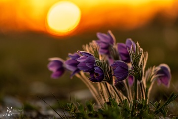 1_RHO_0066_Blumen_Graeser_4224