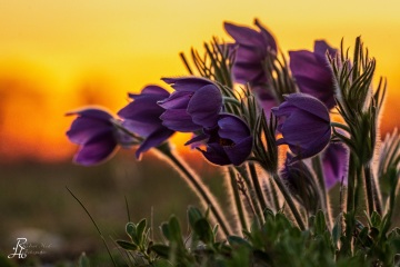 1_RHO_0067_Blumen_Graeser_4331