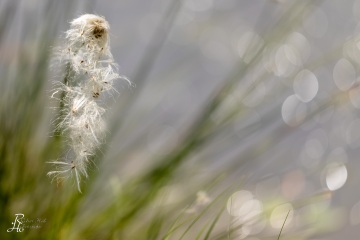 1_RHO_0068_Blumen_Graeser_7116