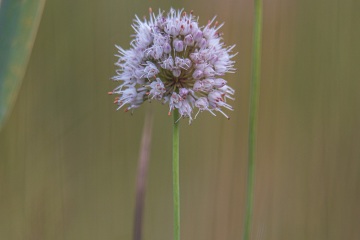 1_RHO_0070_Blumen_Graeser_1611