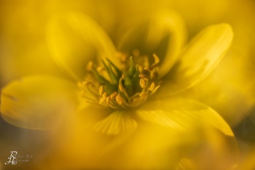 1_RHO_0071_Blumen_Graeser_6987