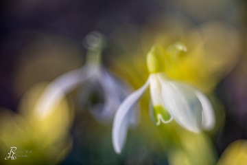 Frühling