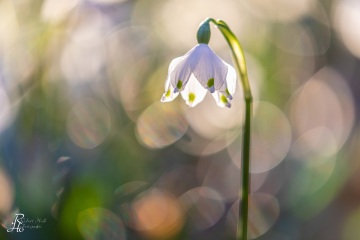 1_RHO_0073_Blumen_Graeser_7435