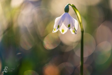 1_RHO_0074_Blumen_Graeser_7437