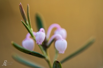 1_RHO_0075_Blumen_Graeser_0309