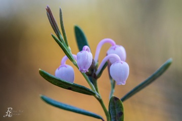 1_RHO_0076_Blumen_Graeser_0327