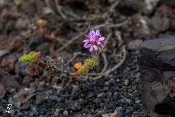 1_RHO_0079_Blumen_Graeser_3882