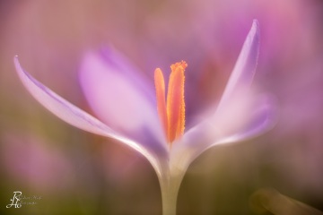 1_RHO_0080_Blumen_Graeser_9318