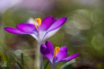 Krokus