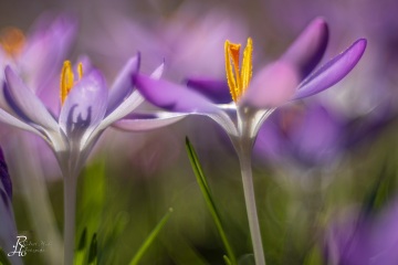 1_RHO_0082_Blumen_Graeser_9334