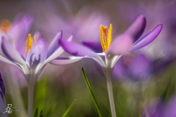 1_RHO_0083_Blumen_Graeser_9336