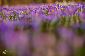 1_RHO_0084_Blumen_Graeser_9343