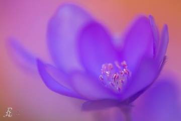 1_RHO_0085_Blumen_Graeser_0740