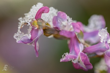 1_RHO_0086_Blumen_Graeser_1142