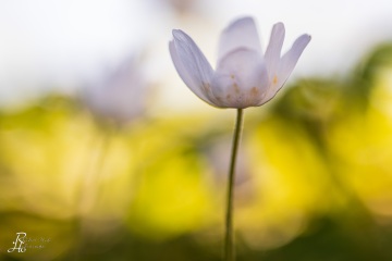 1_RHO_0087_Blumen_Graeser_1979