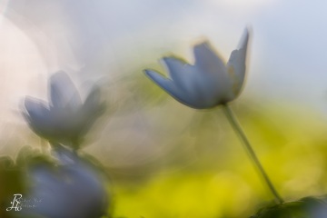 1_RHO_0088_Blumen_Graeser_1988
