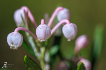 1_RHO_0089_Blumen_Graeser_4032