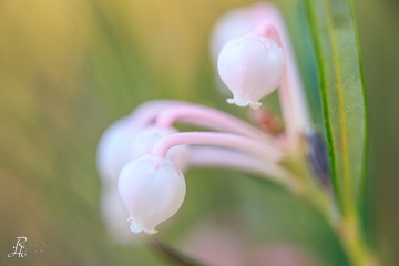 1_RHO_0090_Blumen_Graeser_4123
