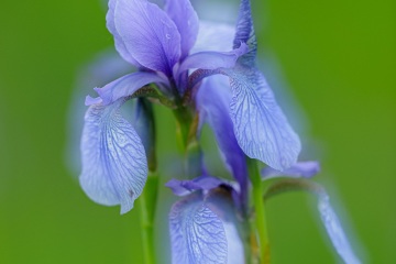 1_RHO_0091_Blumen_Graeser_4900