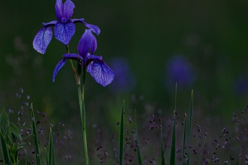 1_RHO_0092_Blumen_Graeser_4959