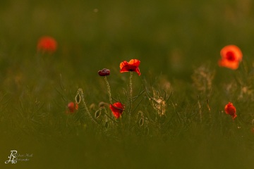 1_RHO_0093_Blumen_Graeser_3562