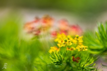 1_RHO_0094_Blumen_Graeser_5488