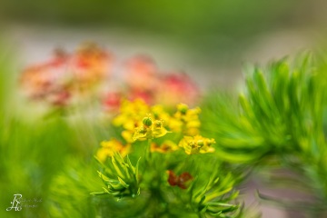 1_RHO_0095_Blumen_Graeser_5496