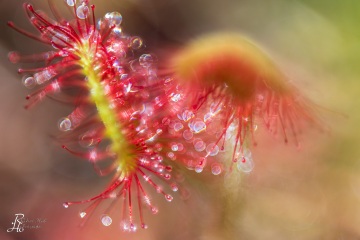 1_RHO_0096_Blumen_Graeser_7394