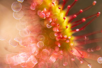 1_RHO_0097_Blumen_Graeser_7398