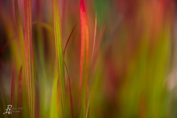 Bunt